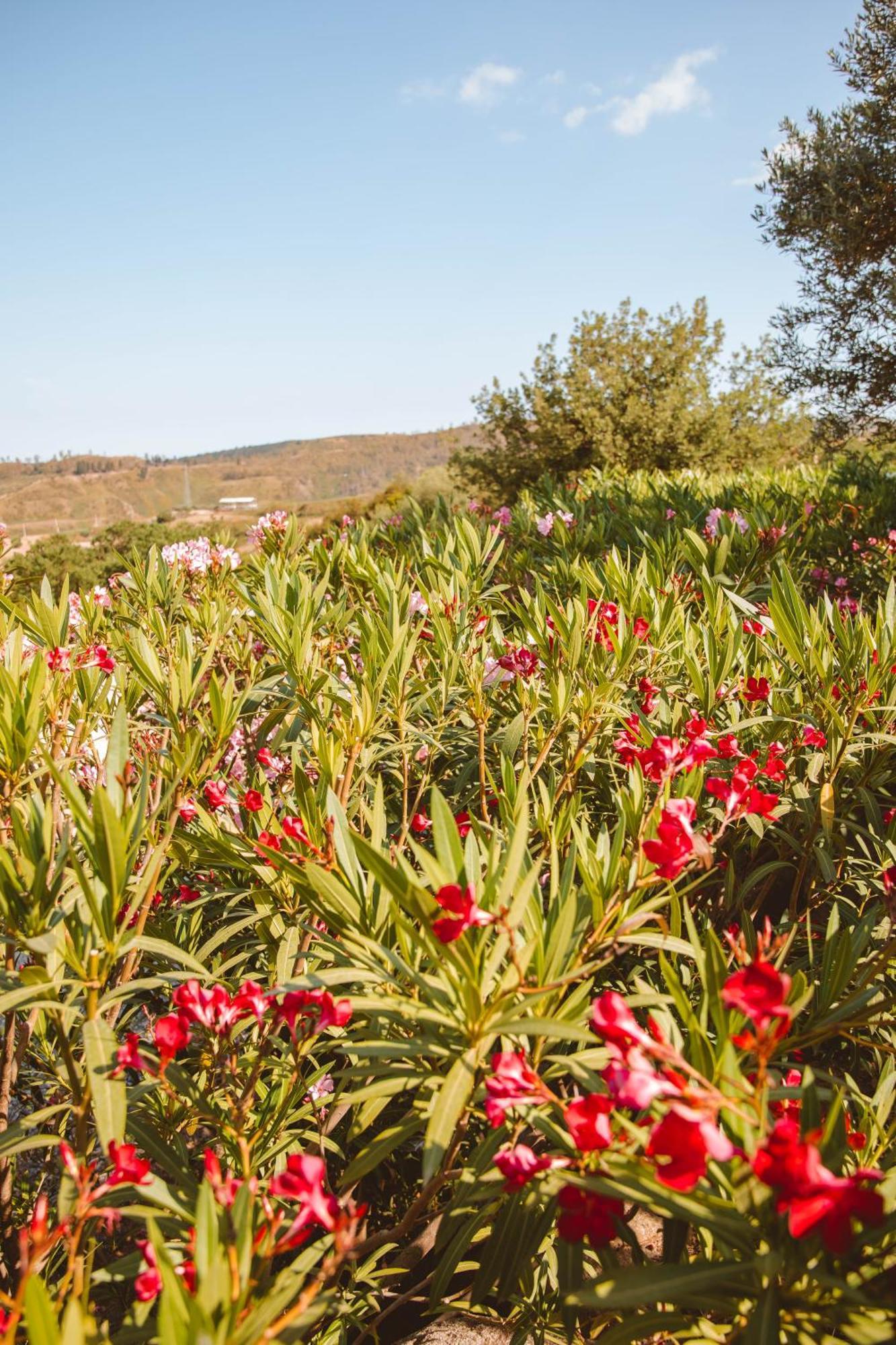 Calami - Villa Romeo - Private Apartments With Pool, Seaview & Olive Grove Santa Caterina Dello Ionio Marina エクステリア 写真