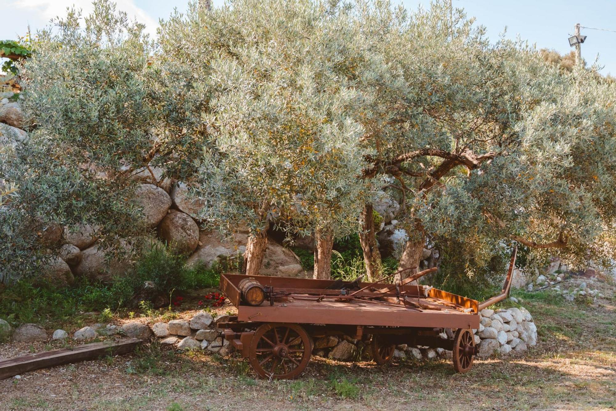 Calami - Villa Romeo - Private Apartments With Pool, Seaview & Olive Grove Santa Caterina Dello Ionio Marina エクステリア 写真